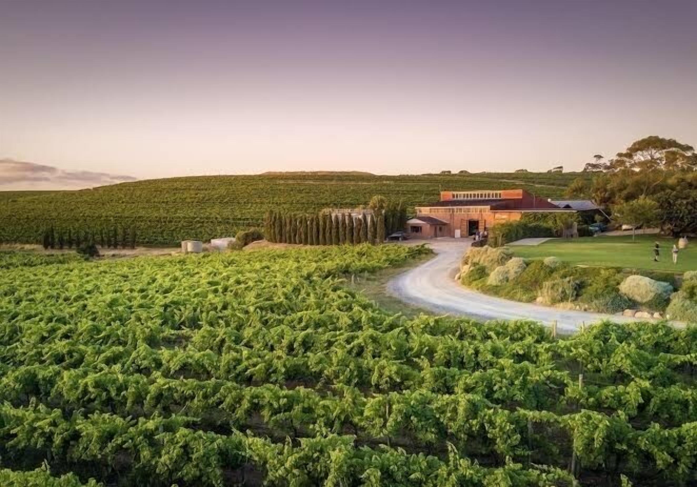 A vineyard with rows of grapevines, a building with a red roof, and a winding road leading to it.