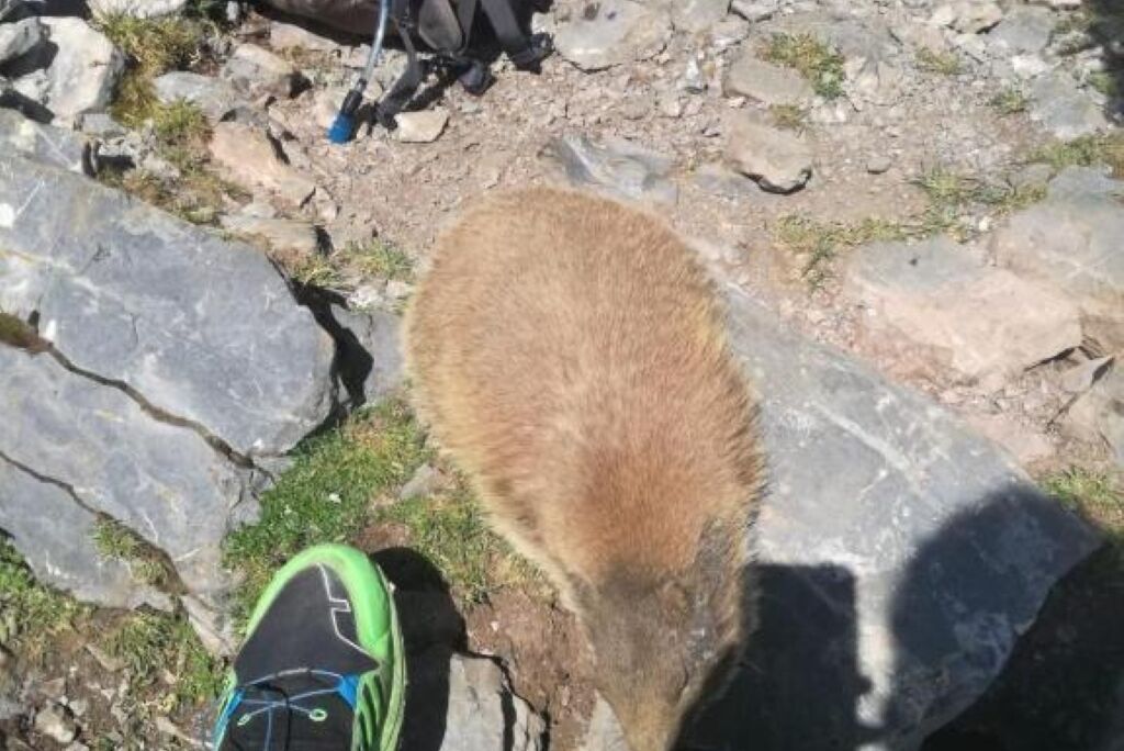 Un espace extérieur rocheux où l’on voit un chien et le pied d’une personne portant une chaussure verte.