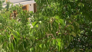 Un patio con árboles verdes y frondosos, y un edificio con amplias ventanas y puertas al fondo.