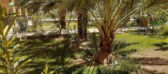 Serene retreat within palm grove and calm nature