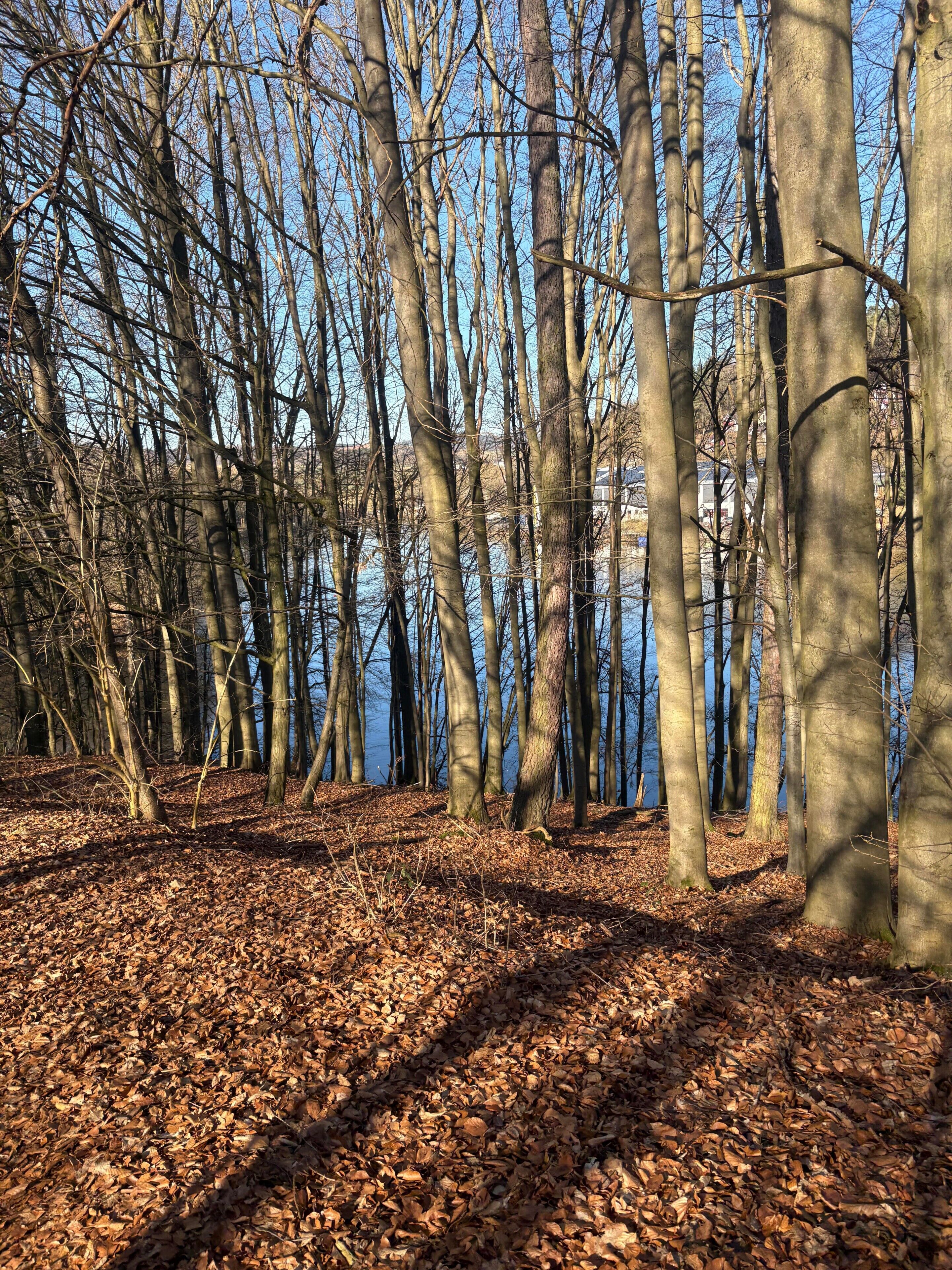 Ein bewaldetes Gebiet mit blattbedecktem Boden und Bäumen.