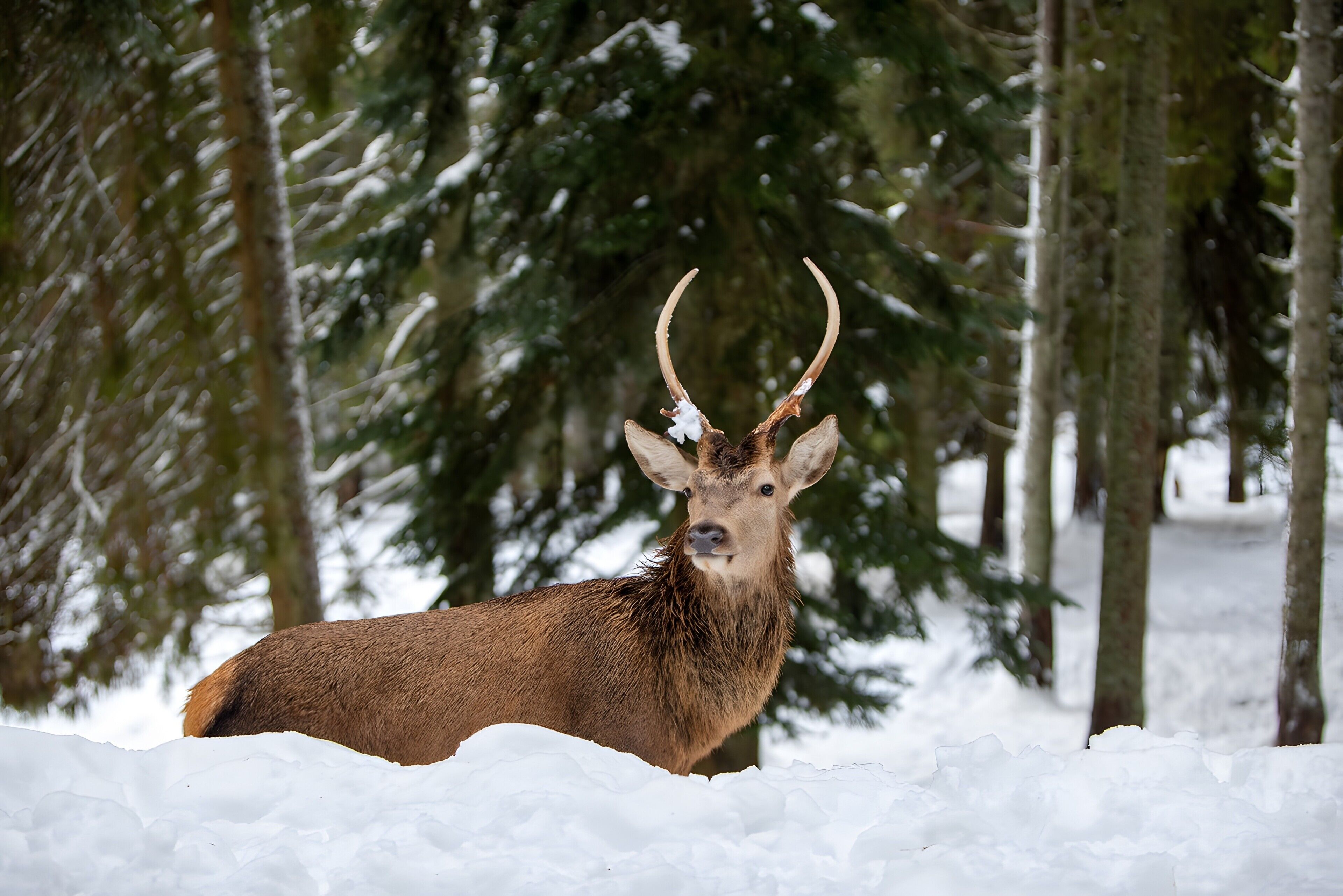 Um veado em uma floresta nevada.