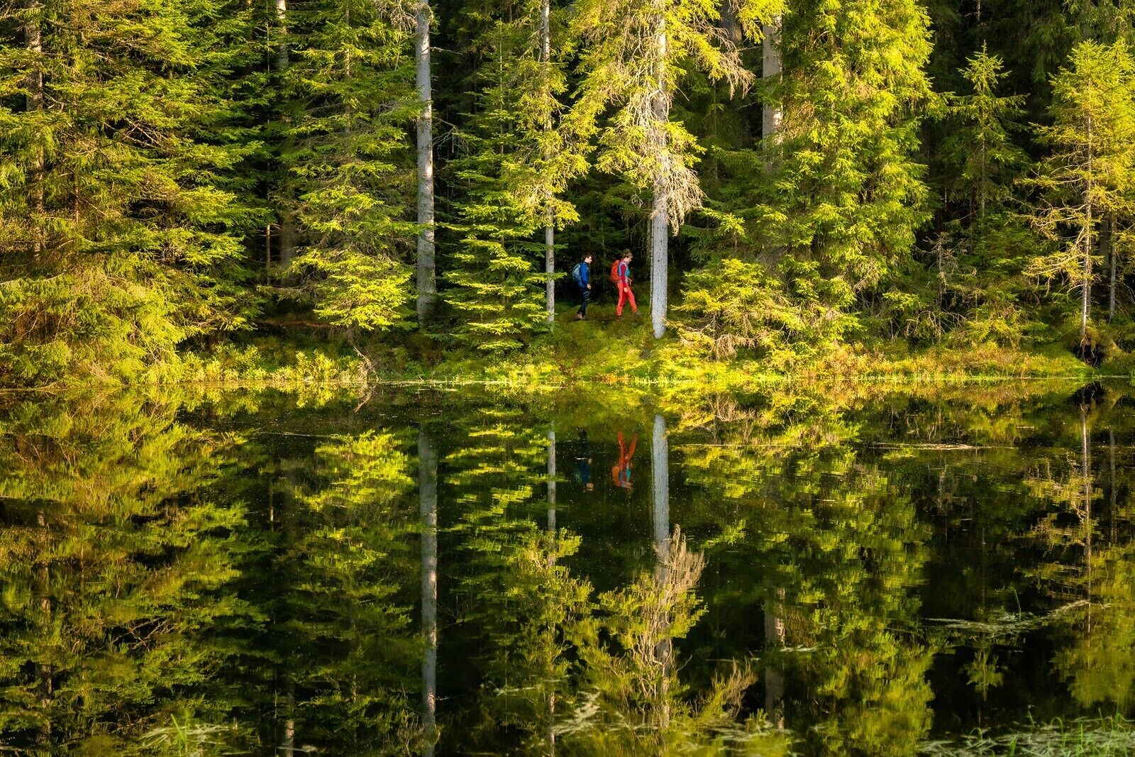 A forested area with a calm body of water reflecting trees and a few people.