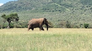 En elefant på en græsmark med et bjergrigt landskab i baggrunden.