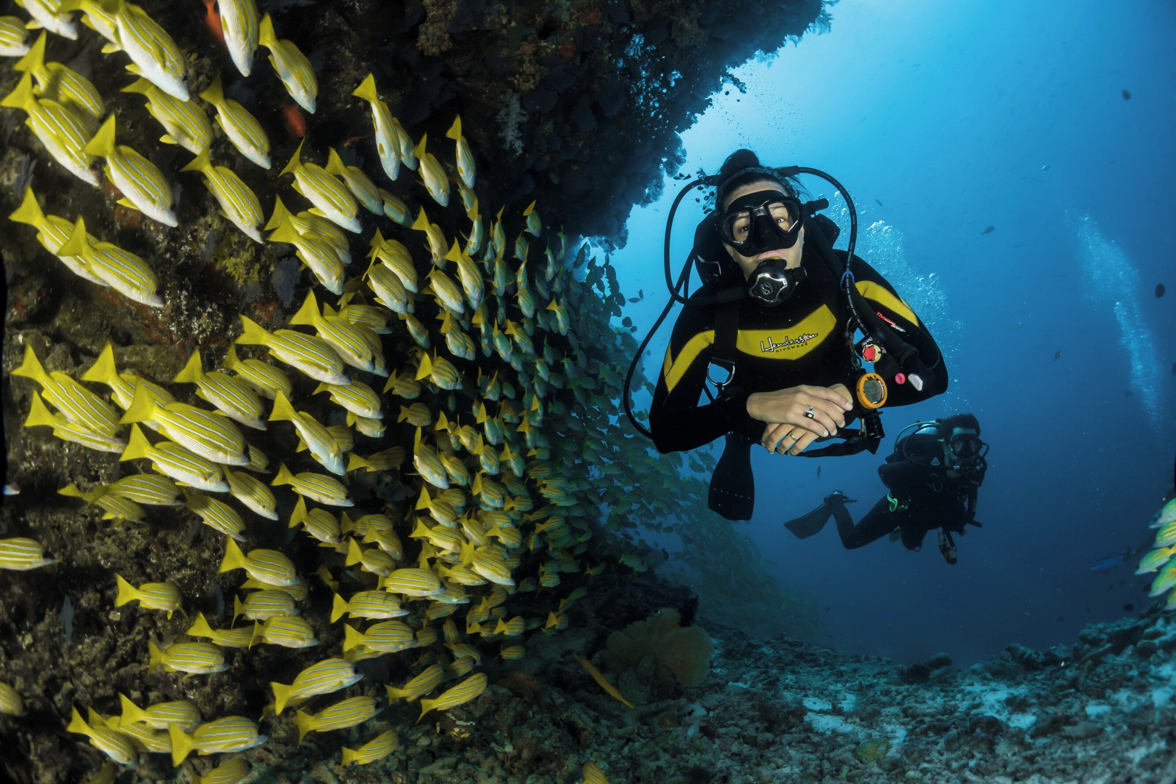 A diver surrounded by yellow-striped fish, indicating a marine environment.
