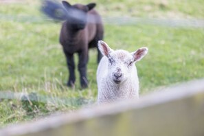 Un mouton dans un champ d’herbe.