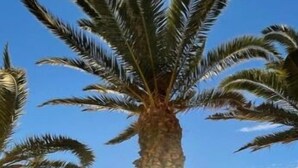 A palm tree with a clear sky and a sunset in the background. - Large studio with sea view - Terrace & private parking (Saint-Cyr-sur-Mer)