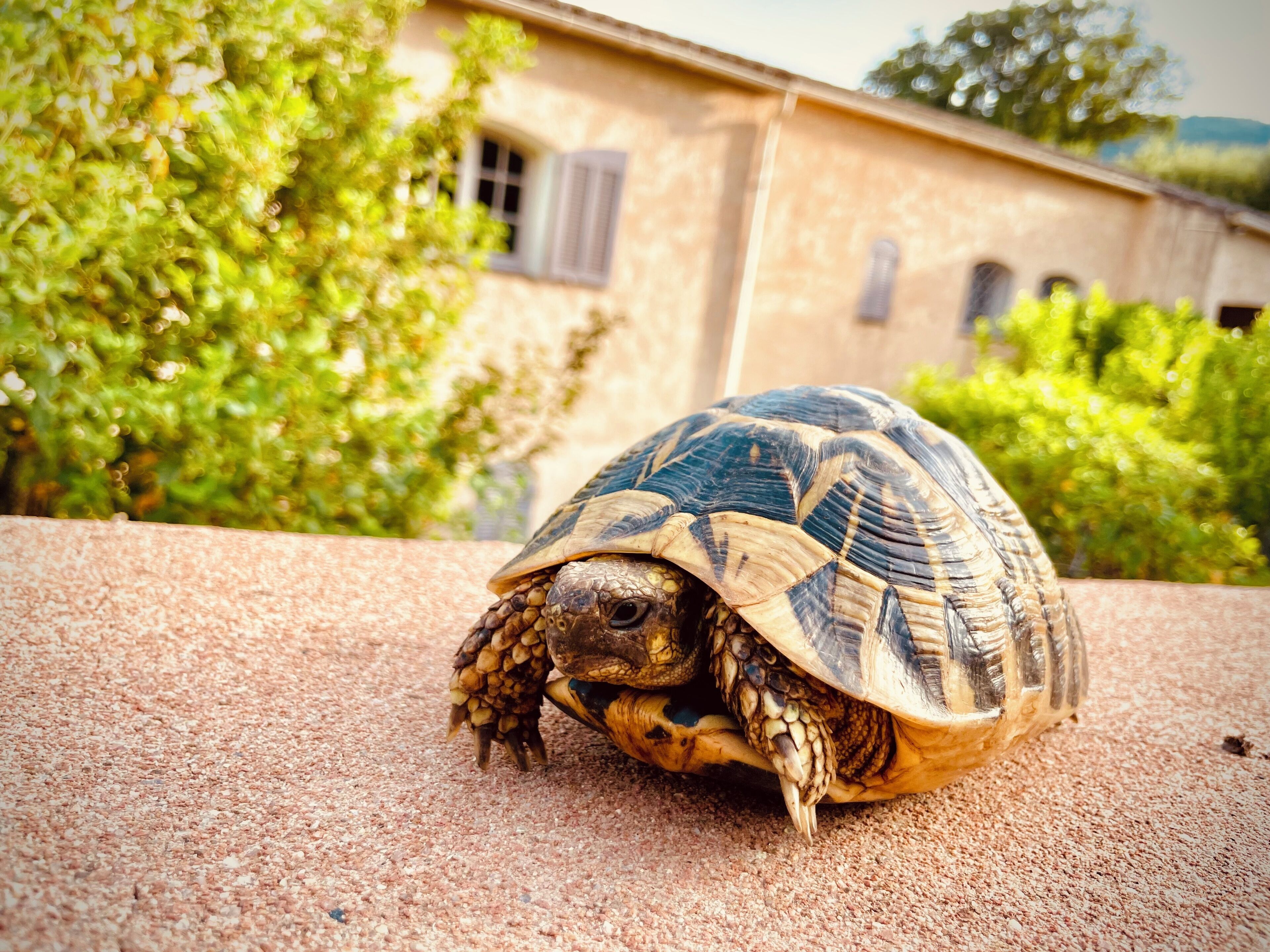Eine Schildkröte auf einer strukturierten Oberfläche, im Hintergrund ein Gebäude und Grünpflanzen.