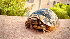 A tortoise on a textured surface with a building and greenery in the background. - 2-person apartment in Conca: Corsican paradise for rent between land and sea (Conca)