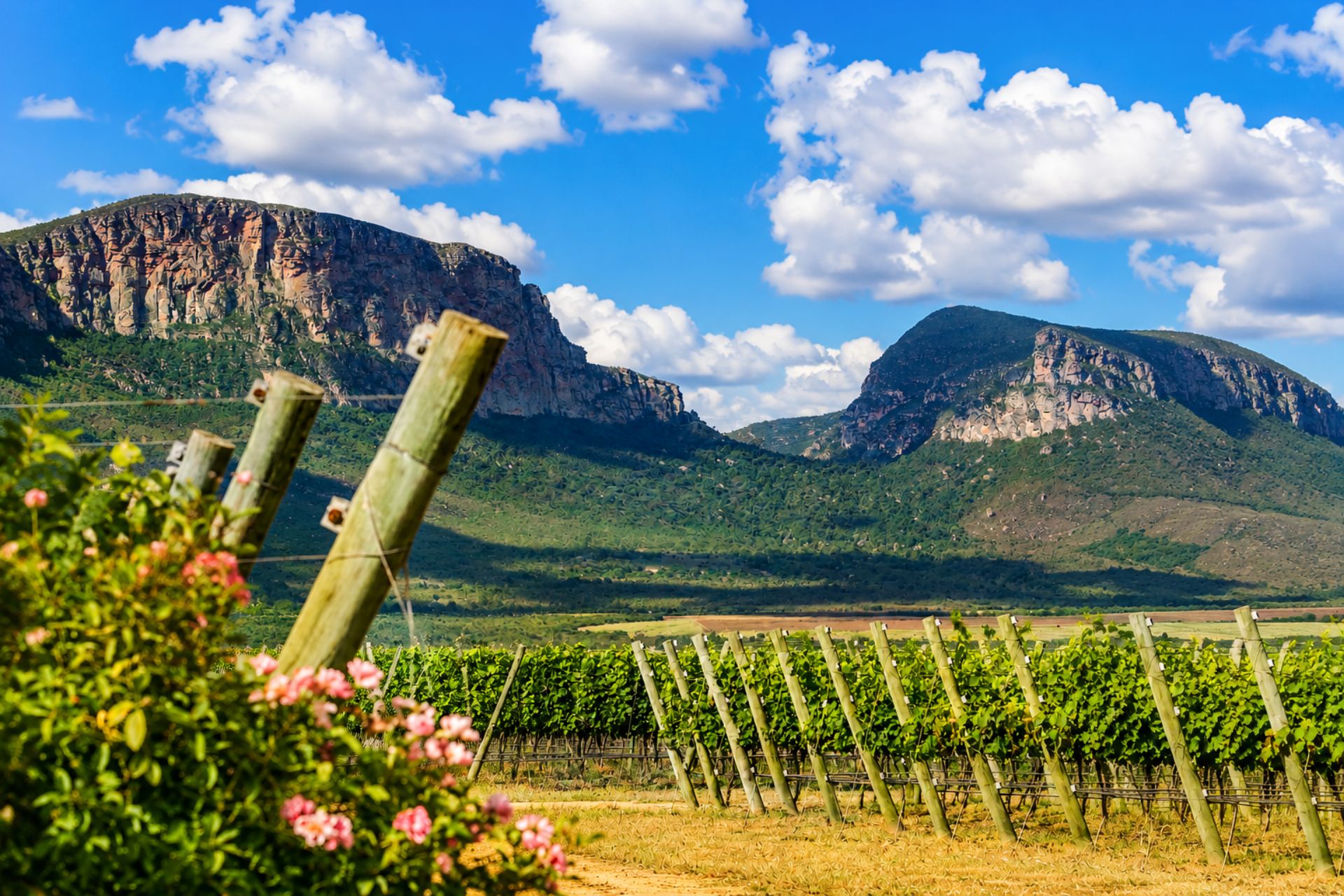 A vineyard with rows of grapevines and a mountainous backdrop.