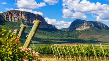 A vineyard with rows of grapevines and a mountainous backdrop.