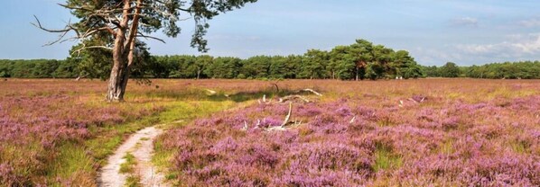 A natural landscape with a dirt path, purple heather, and a variety of trees. - Heivlinder Comfort 4+2p (Ermelo)