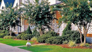 Une rangée de maisons blanches aux toits sombres, entourées de jardins bien entretenus et bordée d’un sentier pédestre.