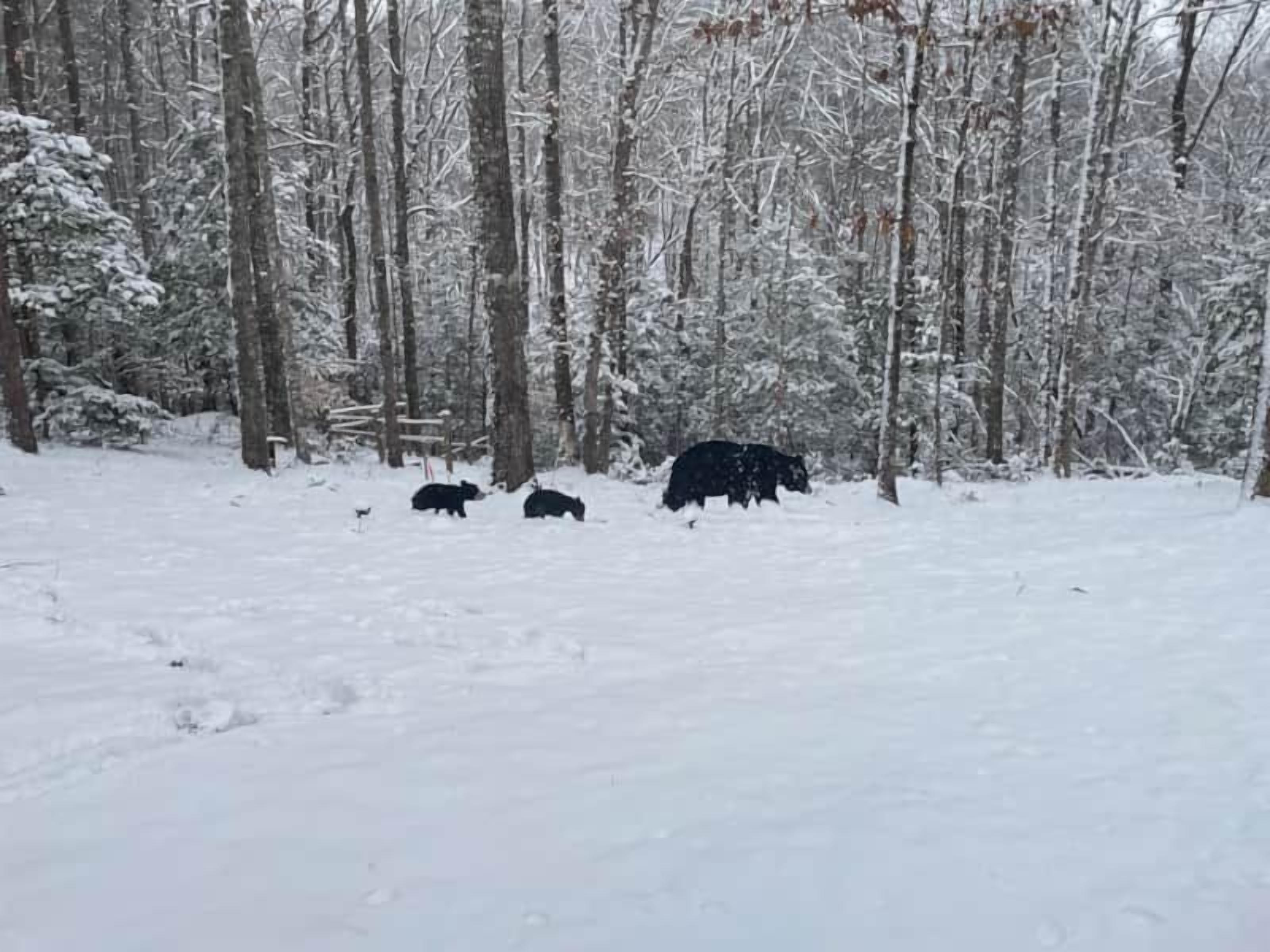 A snowy forest scene with three black bears.