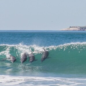 Beach - Resid. Clube Mar Grosso- Laguna - LAG201 (Laguna)