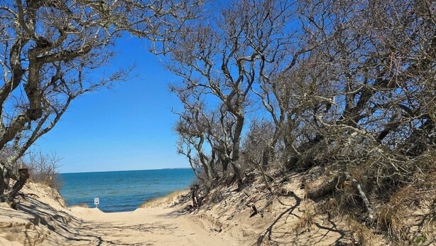 Een zandpad langs het strand dat naar de zee leidt, omringd door kale bomen.