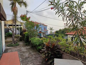 Zona residencial con un camino pavimentado, una palmera y diversas plantas.