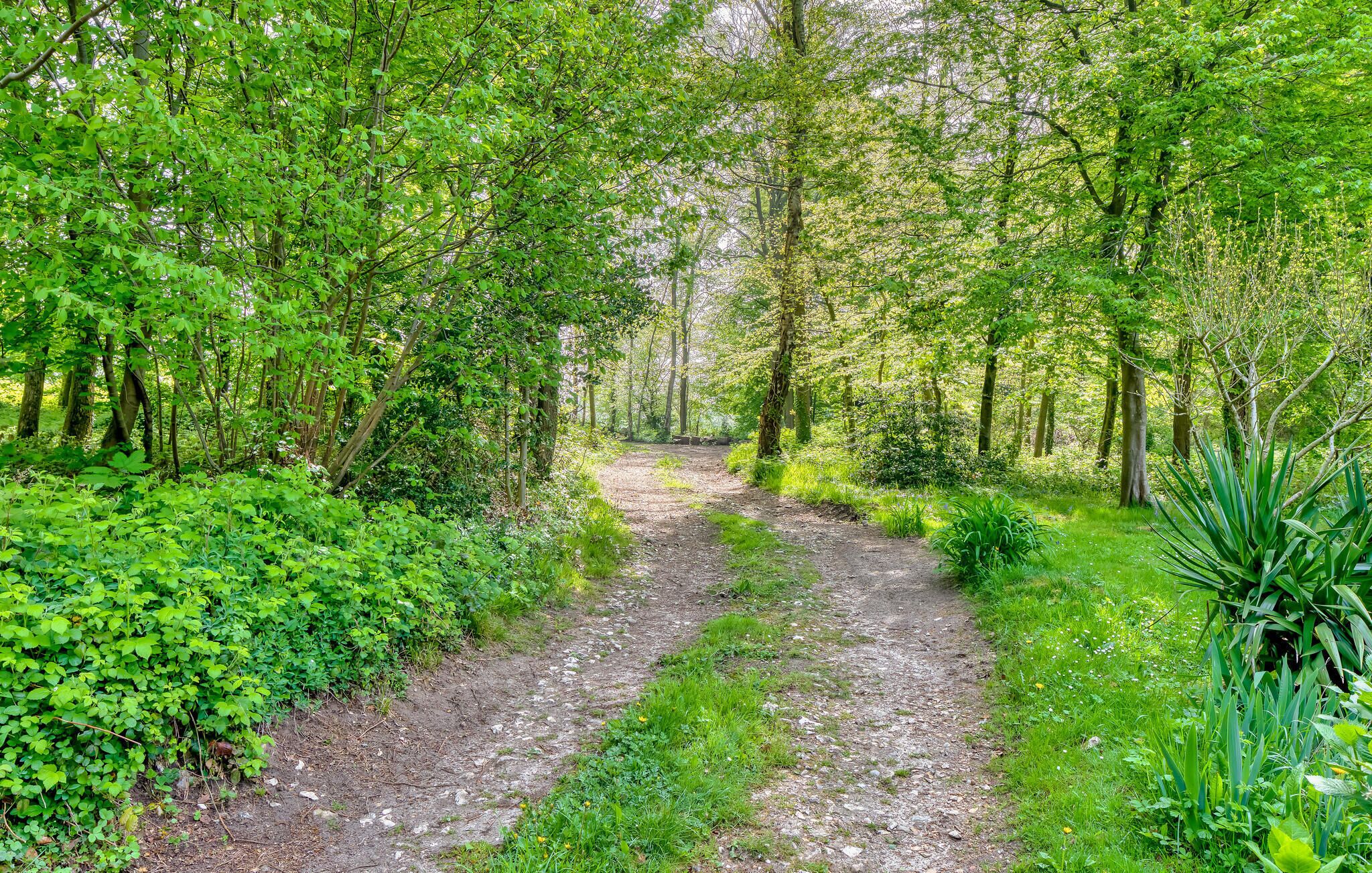 Un sentier bordé d’arbres, traversant une forêt où la végétation est luxuriante.