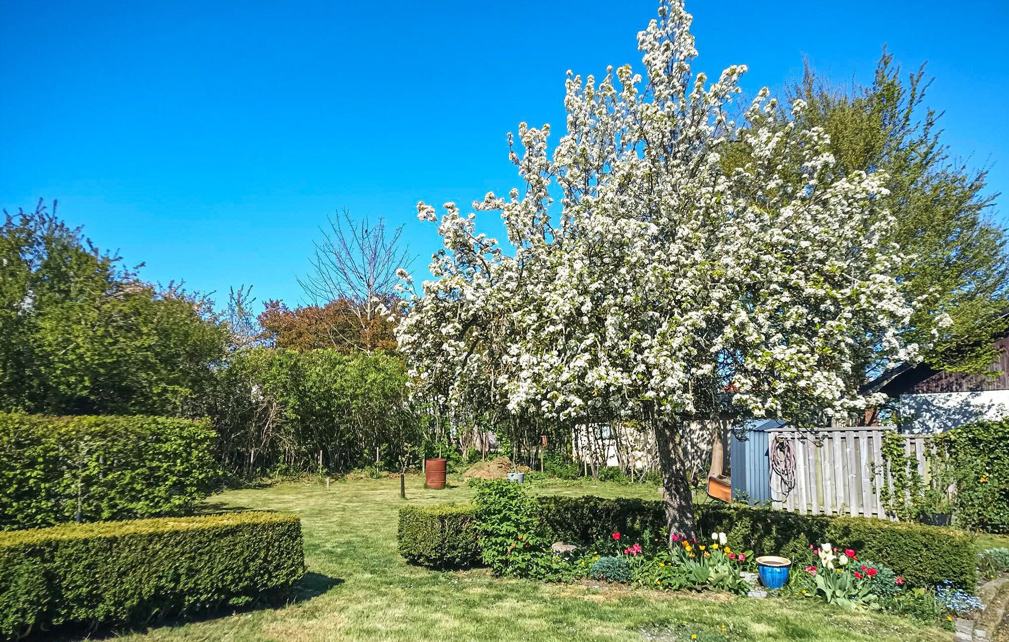 A garden with a large flowering tree, neatly trimmed hedges, and a variety of colorful flowers.