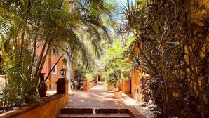 Un sendero de ladrillo bordeado de vegetación exuberante y plantas en macetas, que conduce a un edificio de estilo arquitectónico tradicional.