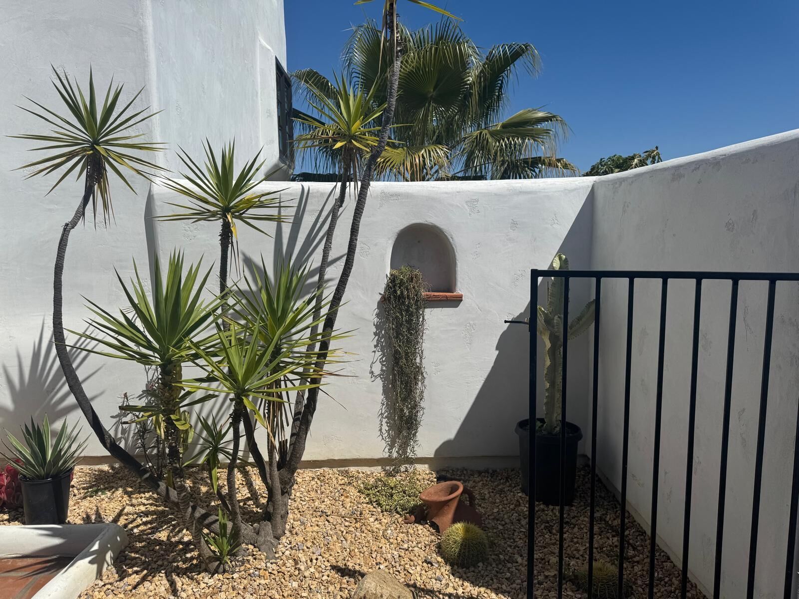 Une cour avec un mur blanc, un portail en métal noir et divers plantes en pot, notamment des cactus et des palmiers.