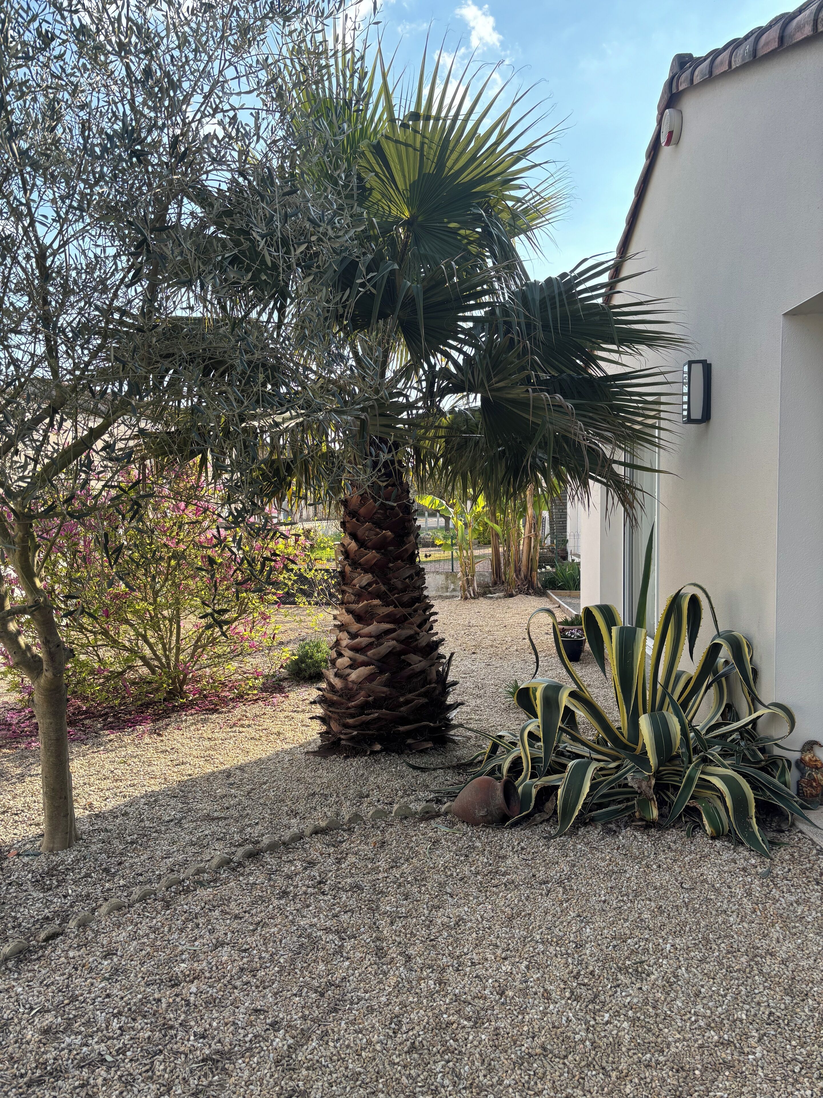 A garden with a palm tree, a small tree with pink flowers, and a large green plant with yellow stripes.