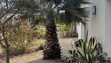 A garden with a palm tree, a small tree with pink flowers, and a large green plant with yellow stripes.