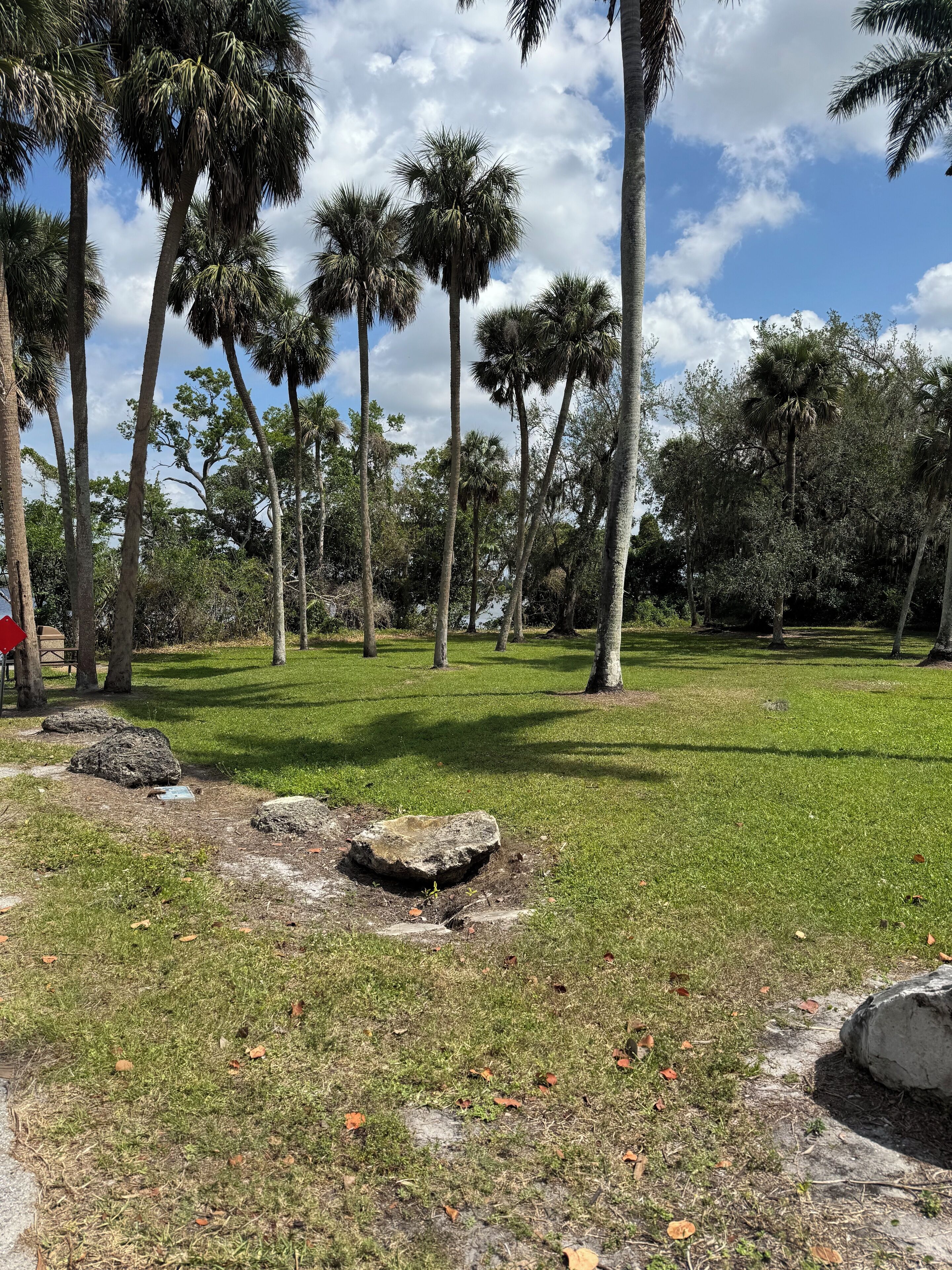 A park with tall palm trees, green grass, and scattered rocks.