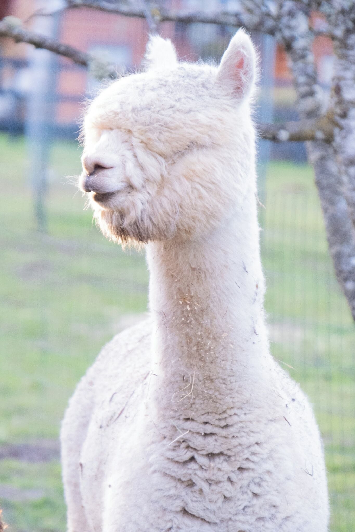 Primer plano de una llama blanca con un pelaje rugoso.