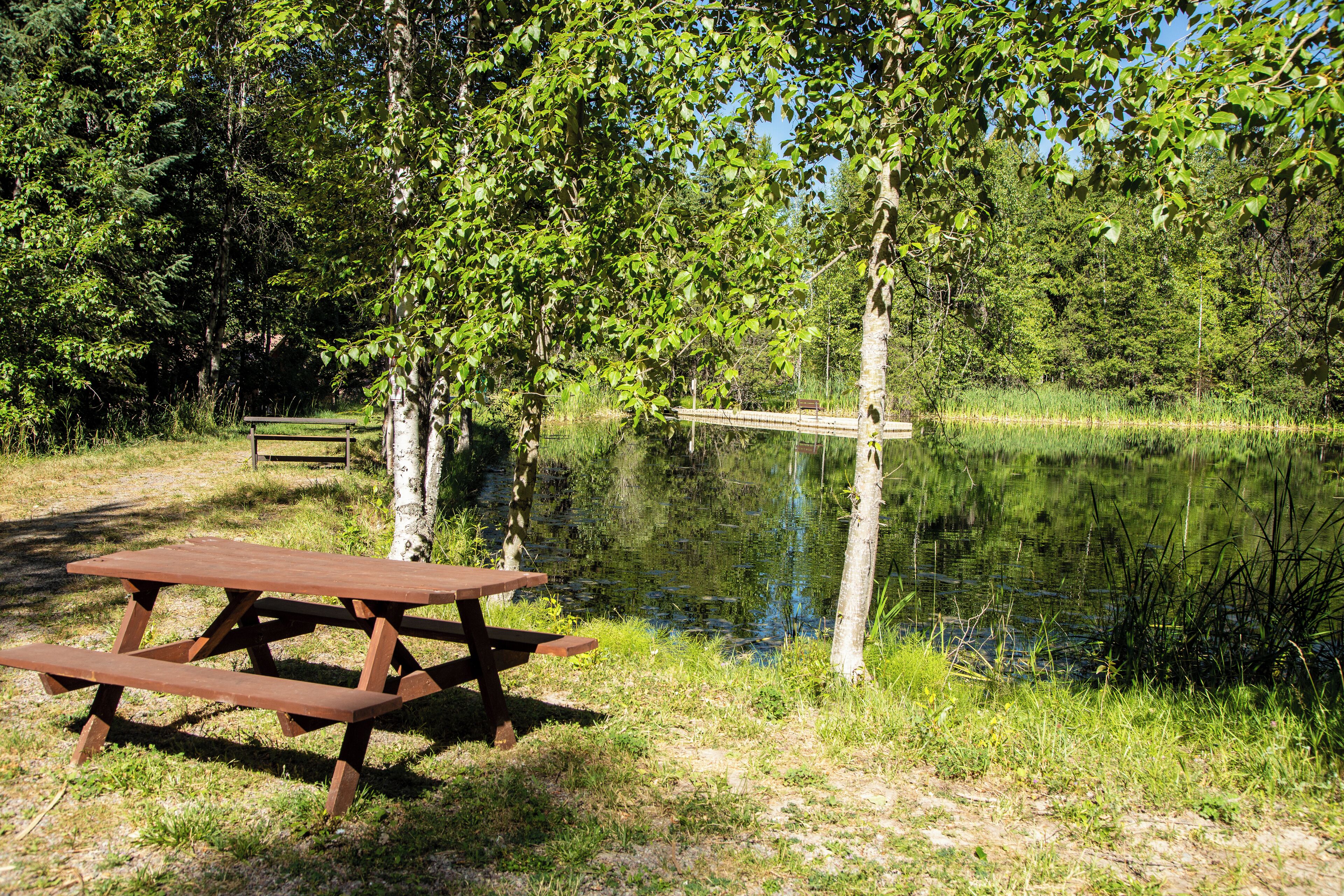Een picknicktafel aan een rustig meer, omringd door bomen.