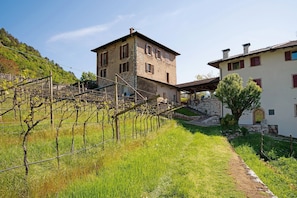 A vineyard with rows of grapevines, a stone building with a balcony, and a white building with red shutters.