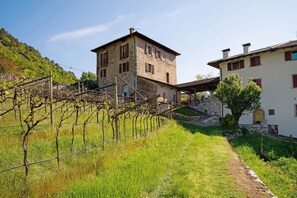 A vineyard with rows of grapevines, a stone building with a balcony, and a white building with red shutters.