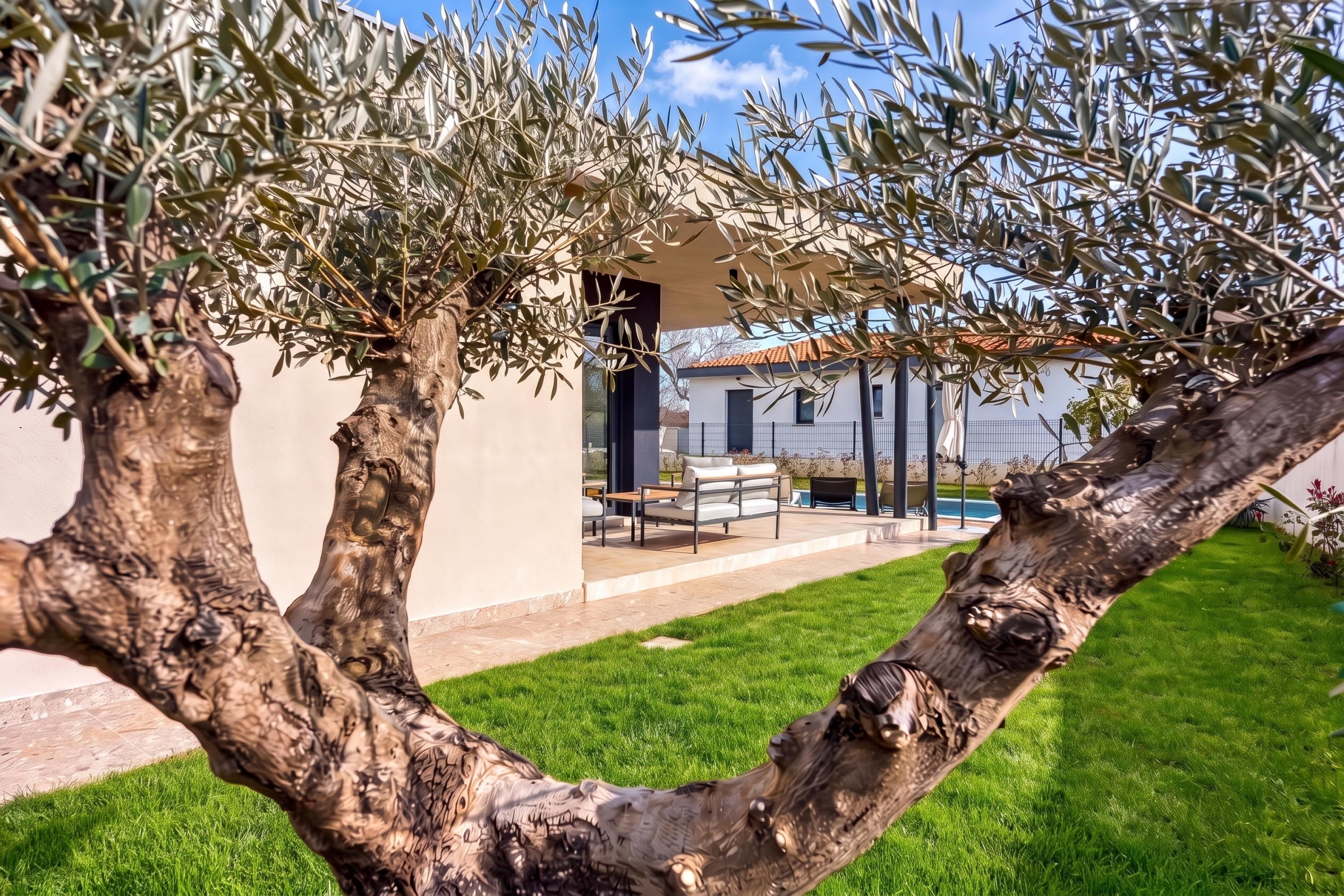 A modern outdoor seating area with a pool, surrounded by olive trees and a well-maintained lawn.