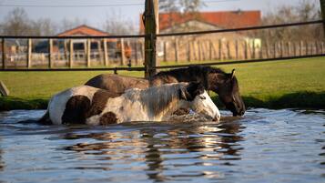 Divers