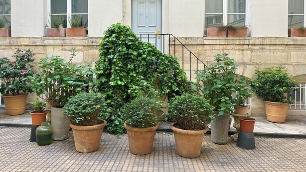 A building facade with multiple windows and a door, surrounded by various potted plants. - Bright 2-room apartment in Paris 1er near the Louvre and Notre-Dame (Paris)