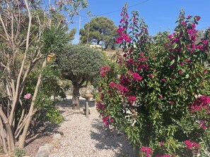 A garden with various plants and trees, a gravel path, and a bench.