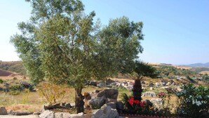 A landscaped garden with a large olive tree, a palm tree, and flowering plants.