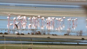 A group of flamingos in a shallow water body with a flat landscape in the background.