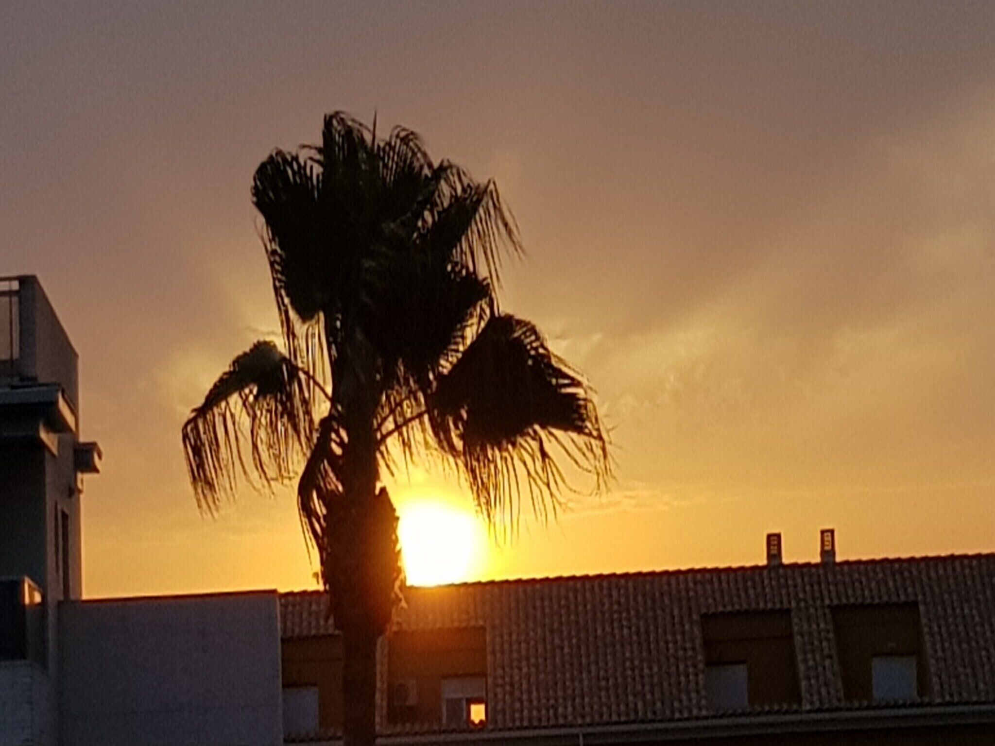 A sunset with a palm tree silhouette against a building.