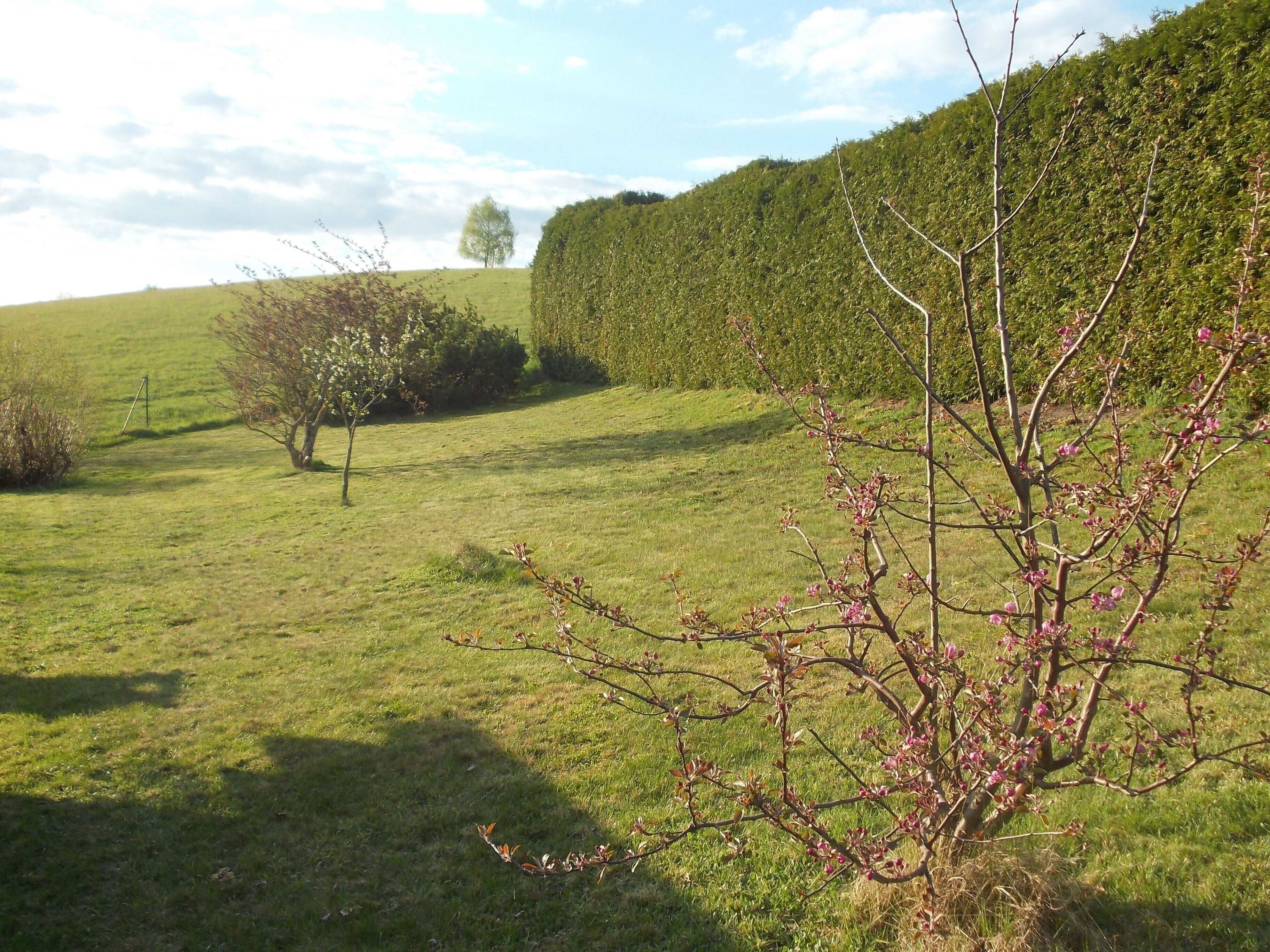 Un campo cubierto de hierba con un seto y un árbol.
