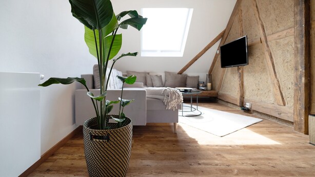 En modern loftlägenhet med en stor växt, en soffa, en tv och ett träpanelat tak.
