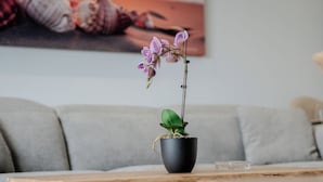 Una sala de estar moderna con una mesa de centro de madera, una orquídea en maceta negra y un tablero de ajedrez.