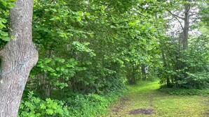 A forested area with a dirt path. - 1 bedroom gorgeous home in Romakloster (Romakloster)