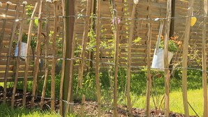 A garden with a wooden fence and plants growing vertically.