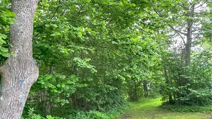 A forested area with a dirt path. - 1 bedroom gorgeous home in Romakloster (Romakloster)
