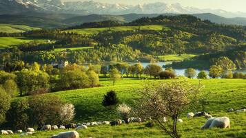 Un paysage rural avec un troupeau de moutons qui paît dans un champ verdoyant, entouré d’arbres et bordé d’un lac, avec des montagnes en arrière-plan.