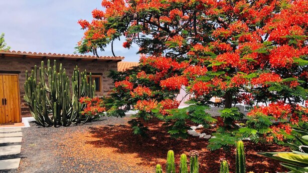 A garden with cacti and flowering trees.