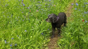 En svart hund promenerar på en grusväg genom ett fält med blå blommor.