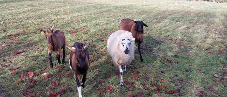 Un campo cubierto de hierba con varias ovejas.
