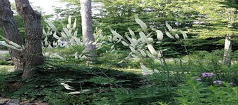 1 of 2 Enchanting 1 room cabins in Shapleigh, ME located on sloaping forest land